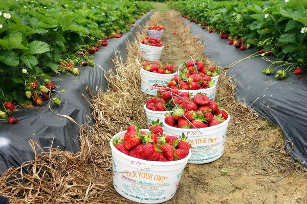 cara-meningkatkan-panen-buah-strawberry-organik