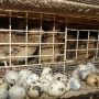 Foto Prospek Peluang Dan Analisis Bisnis Ternak Puyuh