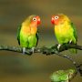 Seluk Beluk Ternak Lovebird Si Burung Cinta