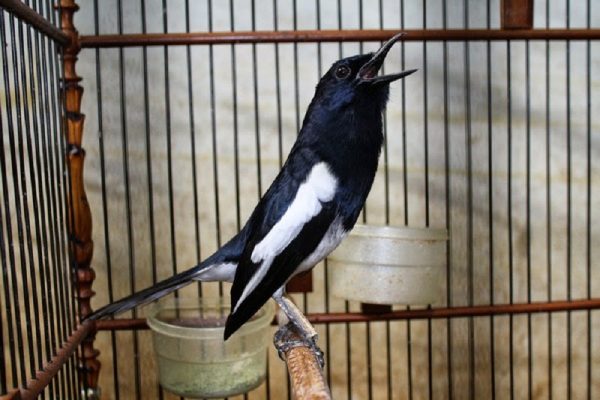 kiat budidaya burung kacer agar sukses