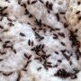 Modal Sedikit Hasil Melejit Dengan Budidaya Semut Jepang
