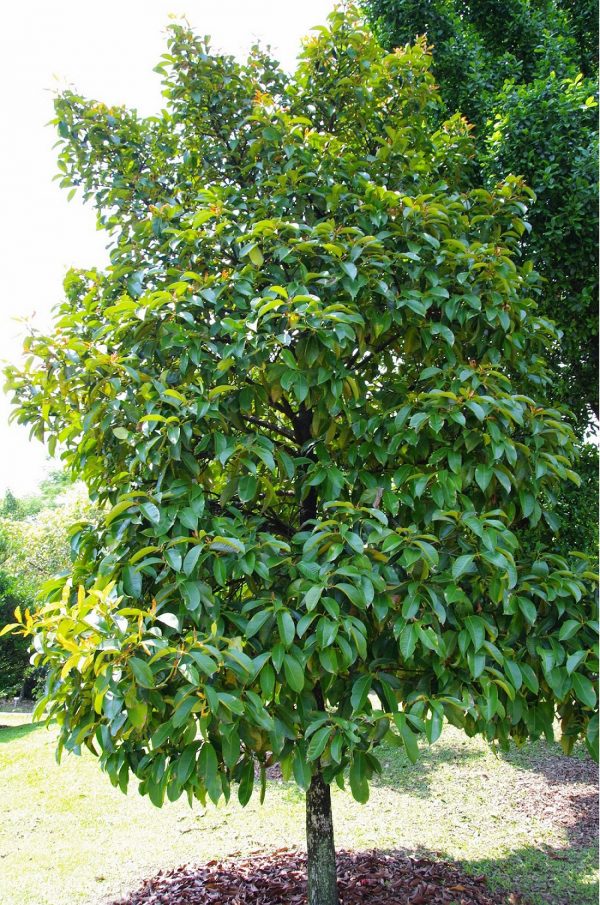 ciri ciri pohon manggis