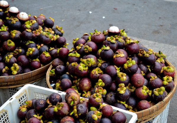 peluang usaha budidaya buah manggis
