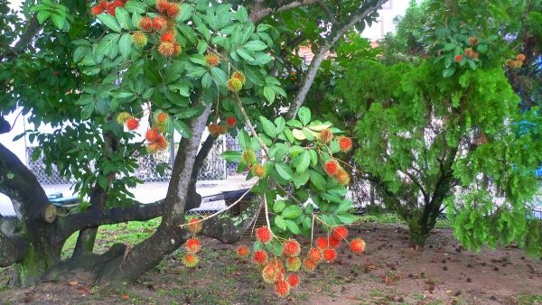Cara Sukses Mencangkok Pohon Rambutan